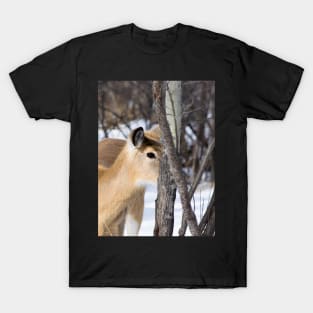 White tailed deer T-Shirt